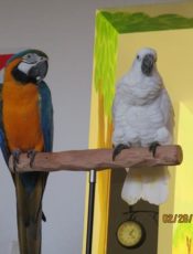 Odwiedziły nas papugi