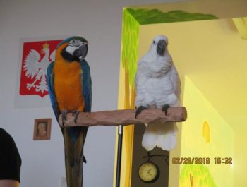Odwiedziły nas papugi