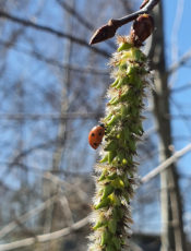 konkurs – na czym wygrzewa się biedronka w porannym słonku?